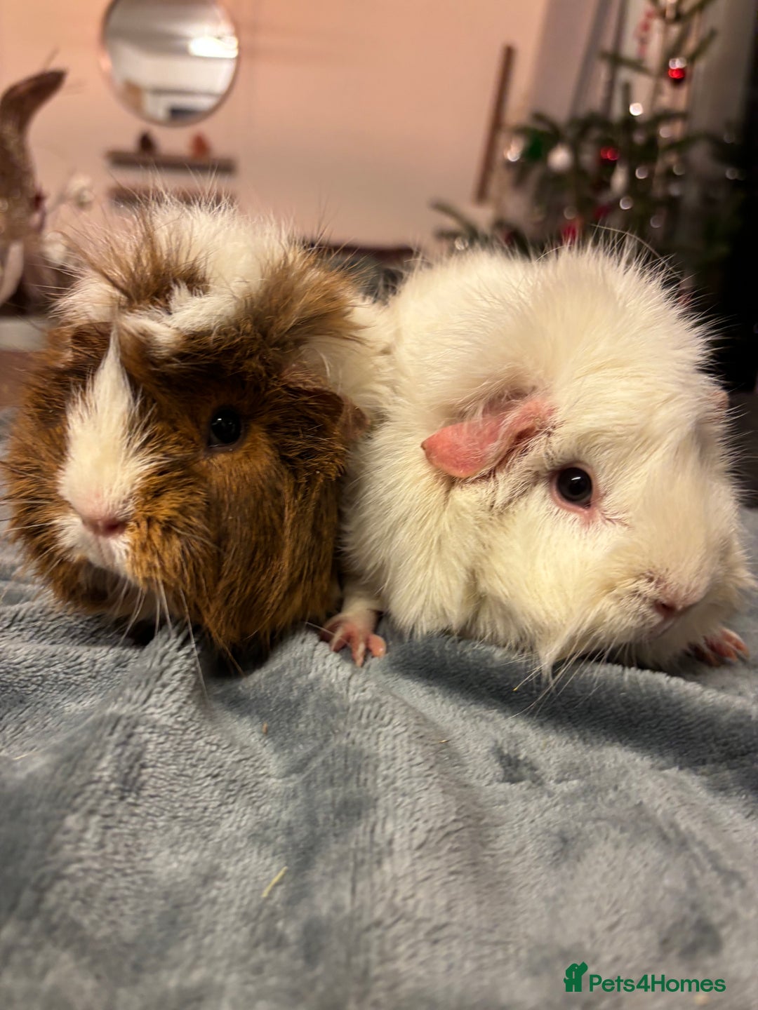Guinea Pig rodents for sale: Two beautiful girls for sale  - Advert 1