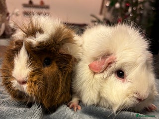 Guinea Pig rodents Two beautiful girls for sale - Advert 2