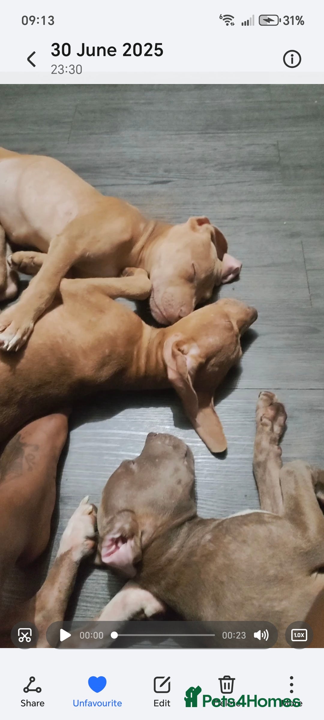 Mixed Breed dogs for sale: 10 month pup looking for forever loving home  - Advert 19