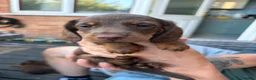 Miniature Dachshund dogs for sale: Miniature dachshund - Advert 15