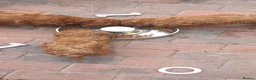 Cockapoo dogs for sale: Ready to go  - Advert 8