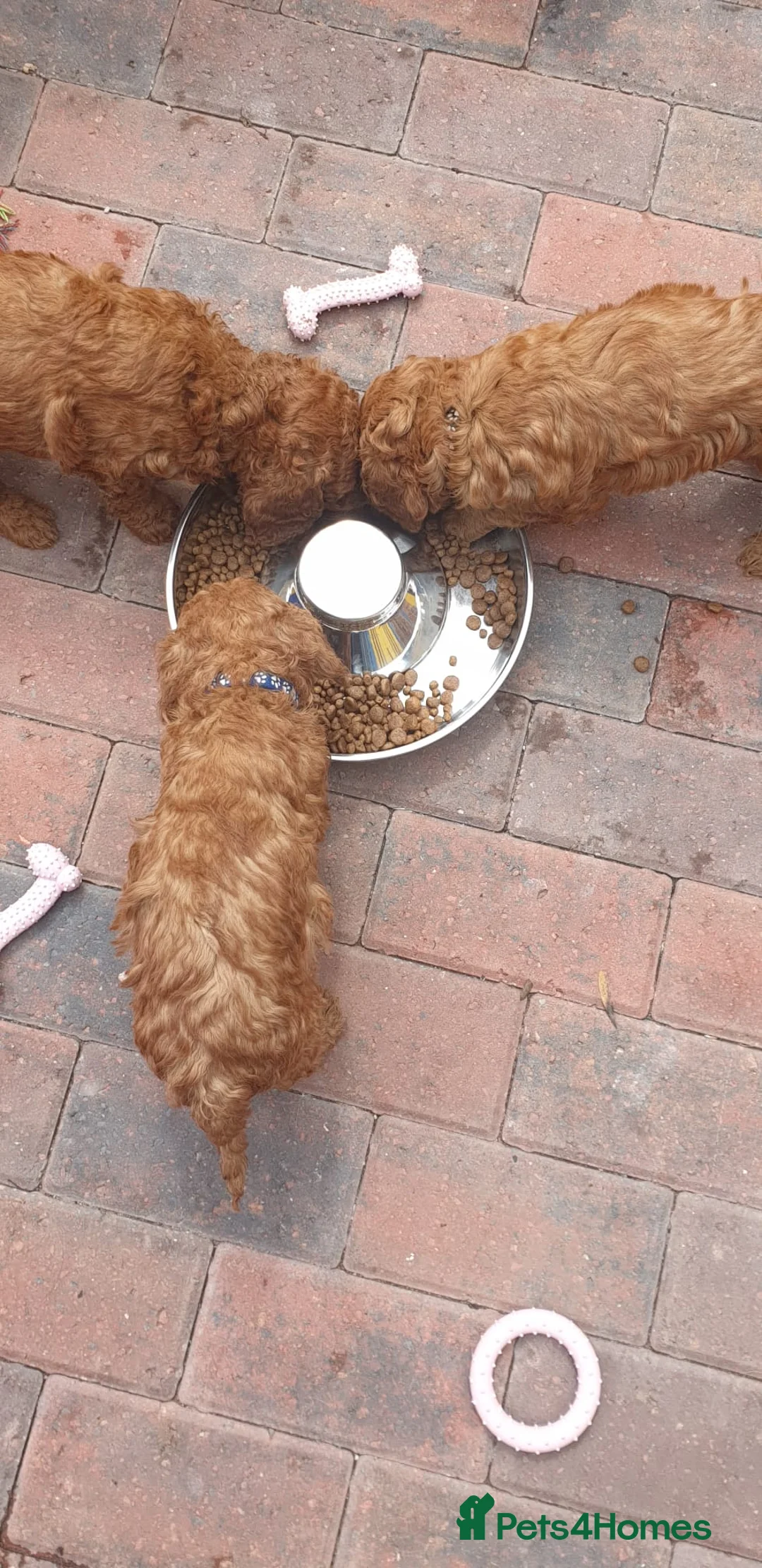 Cockapoo dogs for sale: Ready to go  - Advert 8