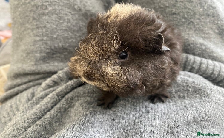 Guinea Pig rodents in Beckenham - Advert 9