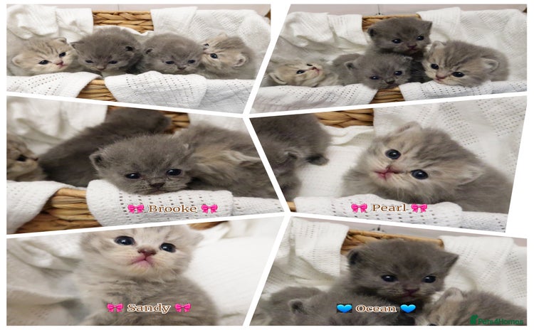 British Shorthair cats - Advert 1