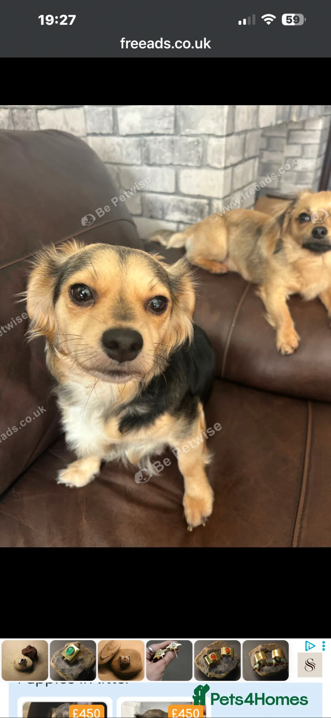 Chihuahua dogs for sale: 10  wks old  - Advert 6