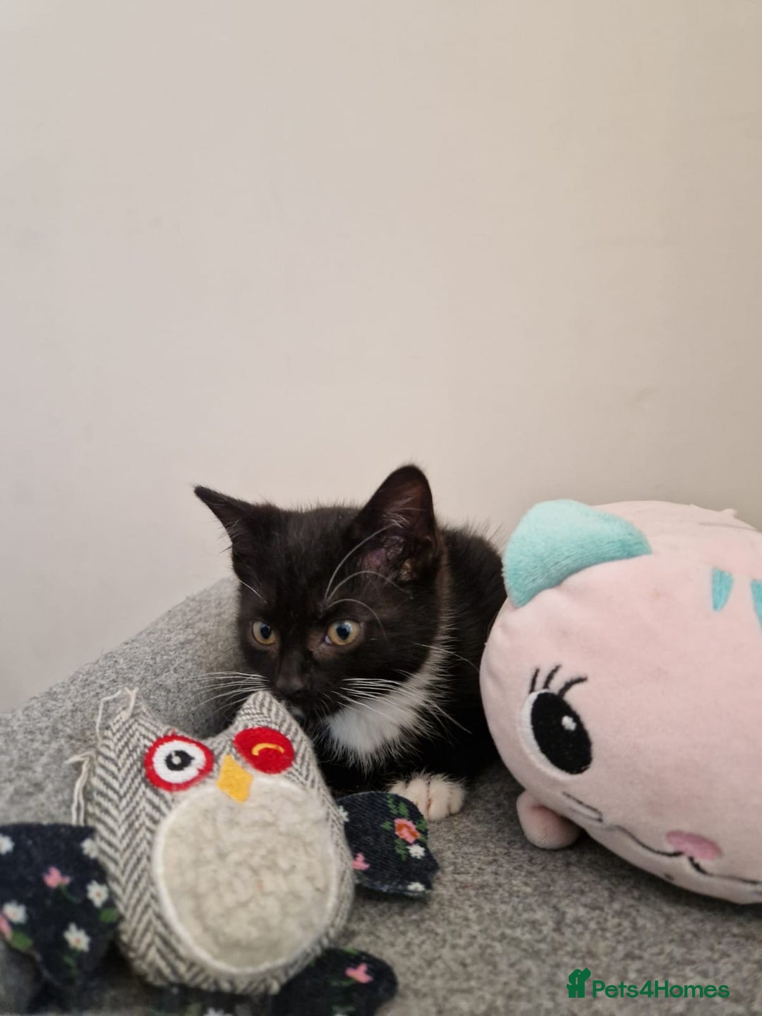 Mixed Breed cats for sale: Last kitty for sale!  - Advert 8