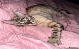 Bengal cats for sale: Snowy bengal - Image 1