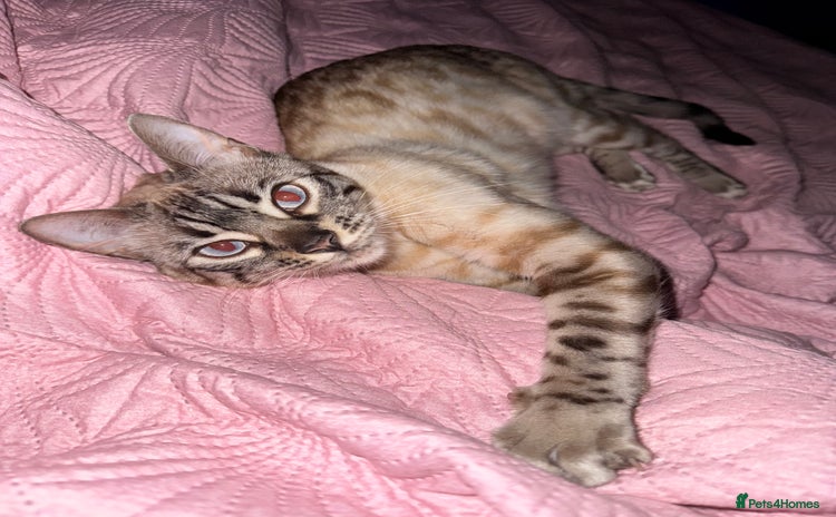 Bengal cats - Advert 13