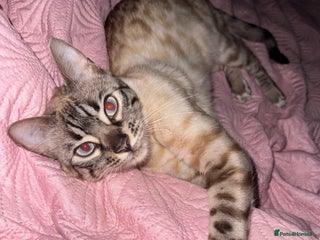 Bengal cats - Advert 34