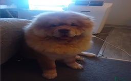 Chow Chow dogs for stud: Chowmazing  - Image 11
