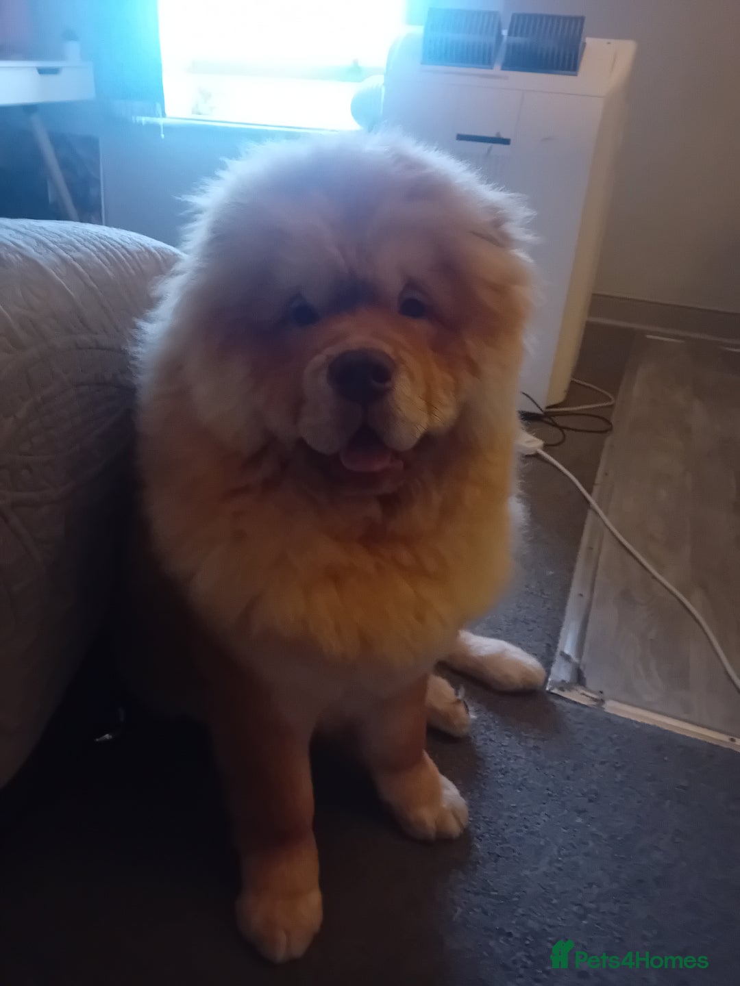 Chow Chow dogs for stud: Chowmazing  - Image 11