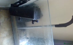 Other/Mixed Breed fish for sale: fish tank  - Image 2