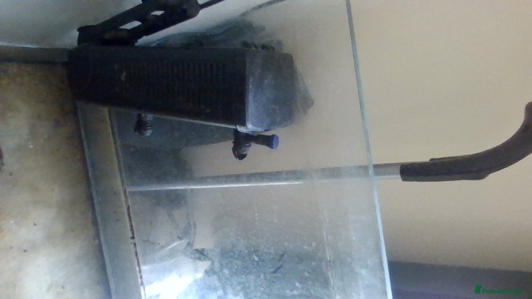 Other/Mixed Breed fish for sale: fish tank  - Image 2