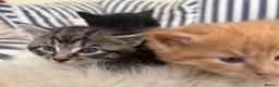 Mixed Breed cats for sale: Beautiful tabby kittens - Advert 4