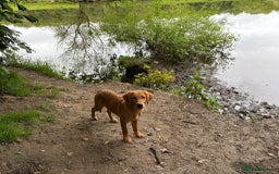Goldador dogs for sale: 6 Month Old Red - House and Crate Trained  - Image 1