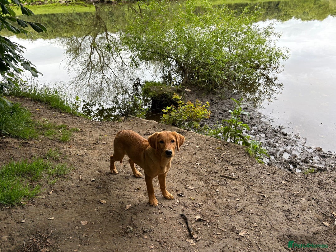 Goldador dogs for sale: 6 Month Old Red - House and Crate Trained  - Image 1