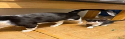 Mixed Breed cats for sale: Two beautiful kittens looking for forever home - Advert 4