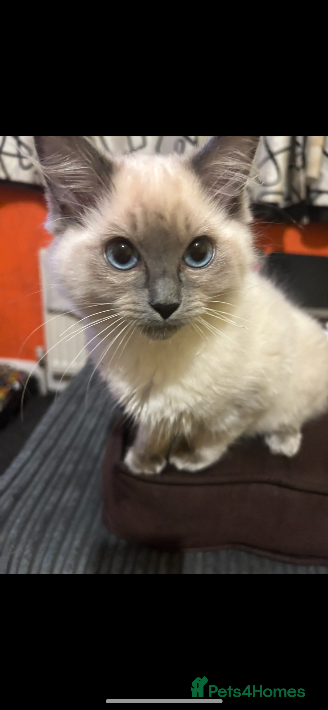Ragdoll cats for sale: Ragdoll kittens - male - Advert 34