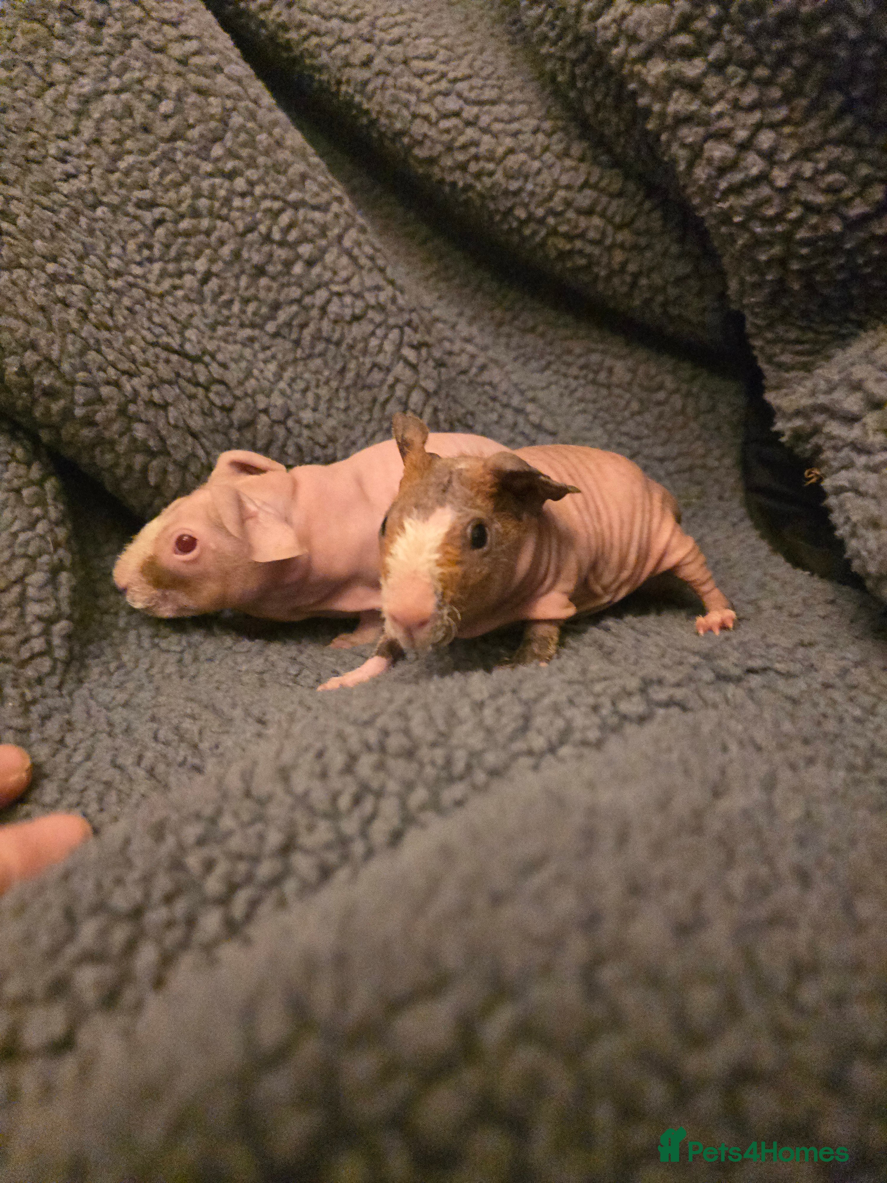 Guinea Pig rodents Baby boy skinny Werewolf guinea pigs - Advert 2