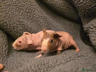 Guinea Pig rodents Baby boy skinny Werewolf guinea pigs - Advert 2