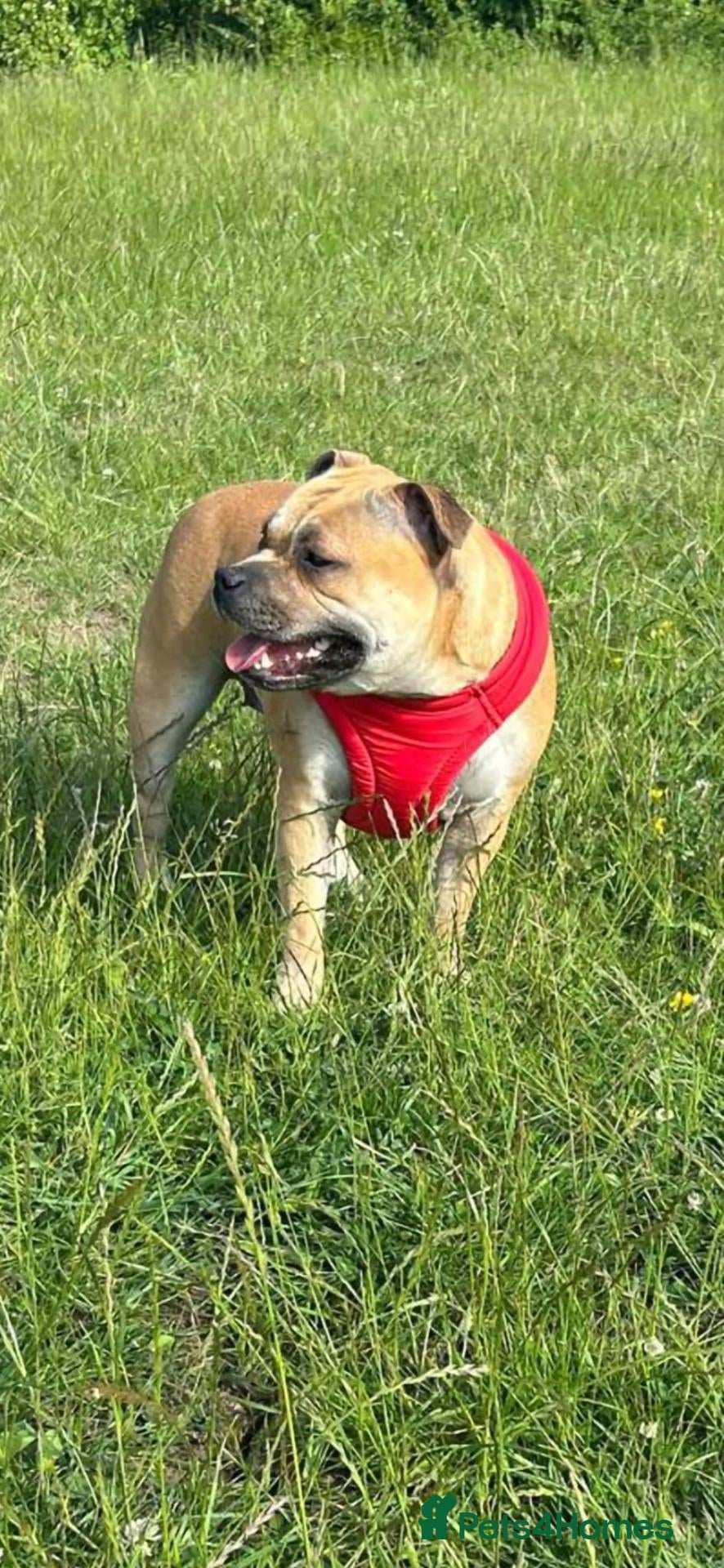 Staffordshire Bull Terrier dogs 8 outstanding K C registered puppies  - Advert 1