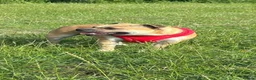 Staffordshire Bull Terrier dogs for sale: 8 outstanding K C registered puppies  - Advert 1