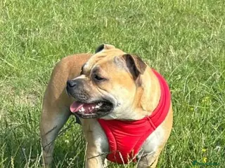 Staffordshire Bull Terrier dogs 8 red K C registered puppies - Advert 1