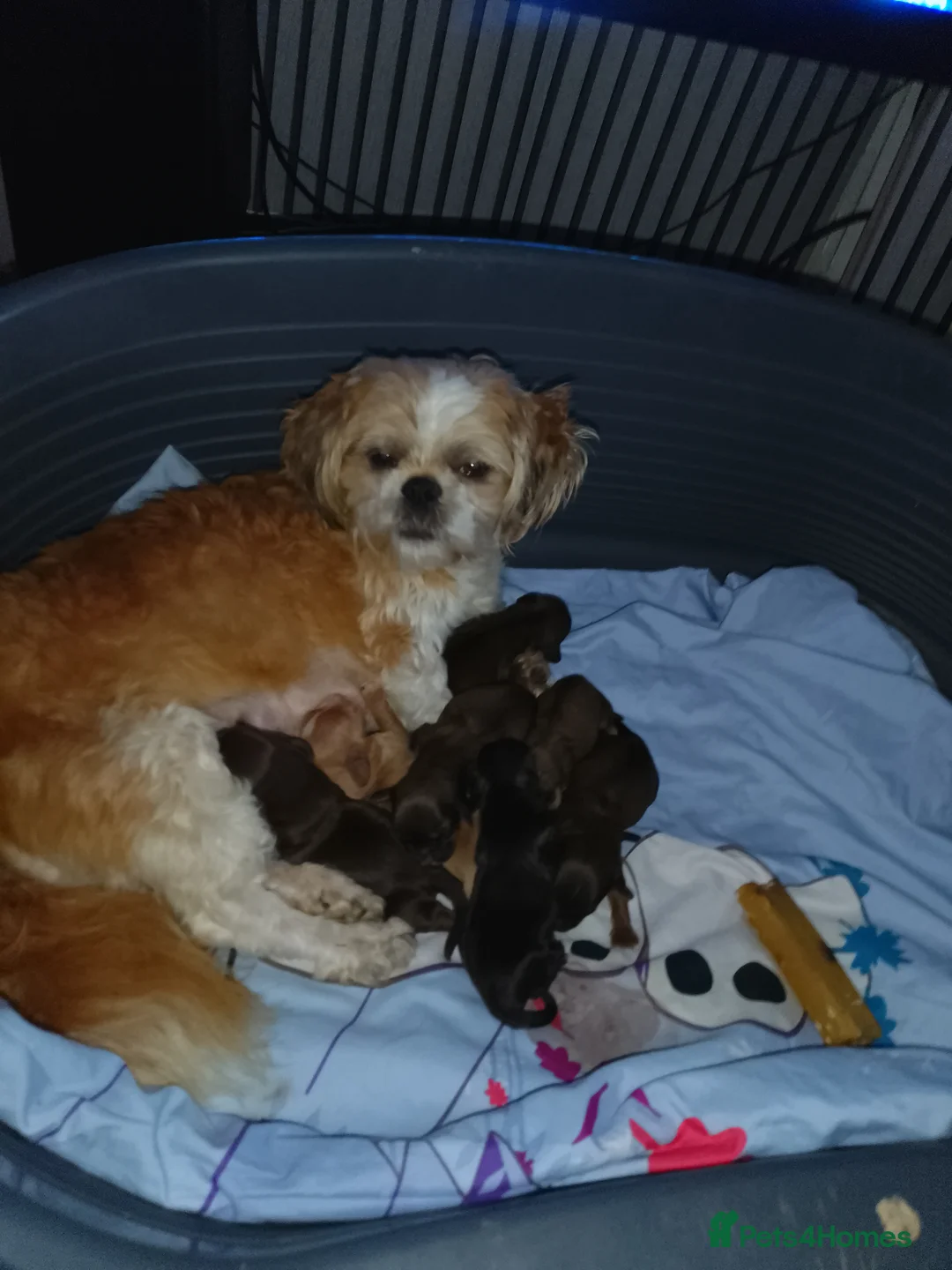 Mixed Breed dogs for sale: Gorgeous Cock-a-tzu puppies  in Colwyn Bay - Advert 5