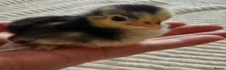 Chickens poultry for sale: Pekin Bantam Chicks - Advert 11