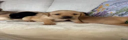 Labrador Retriever dogs for sale: DNA tested KC reg Labrador puppies - Advert 23