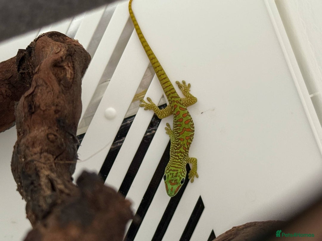 Gecko reptiles for sale: P.Grandis Madigascan Giant Day Gecko - Image 2