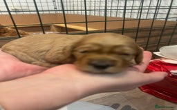 Cockapoo dogs for sale: Cockapoo Puppies  - Image 7