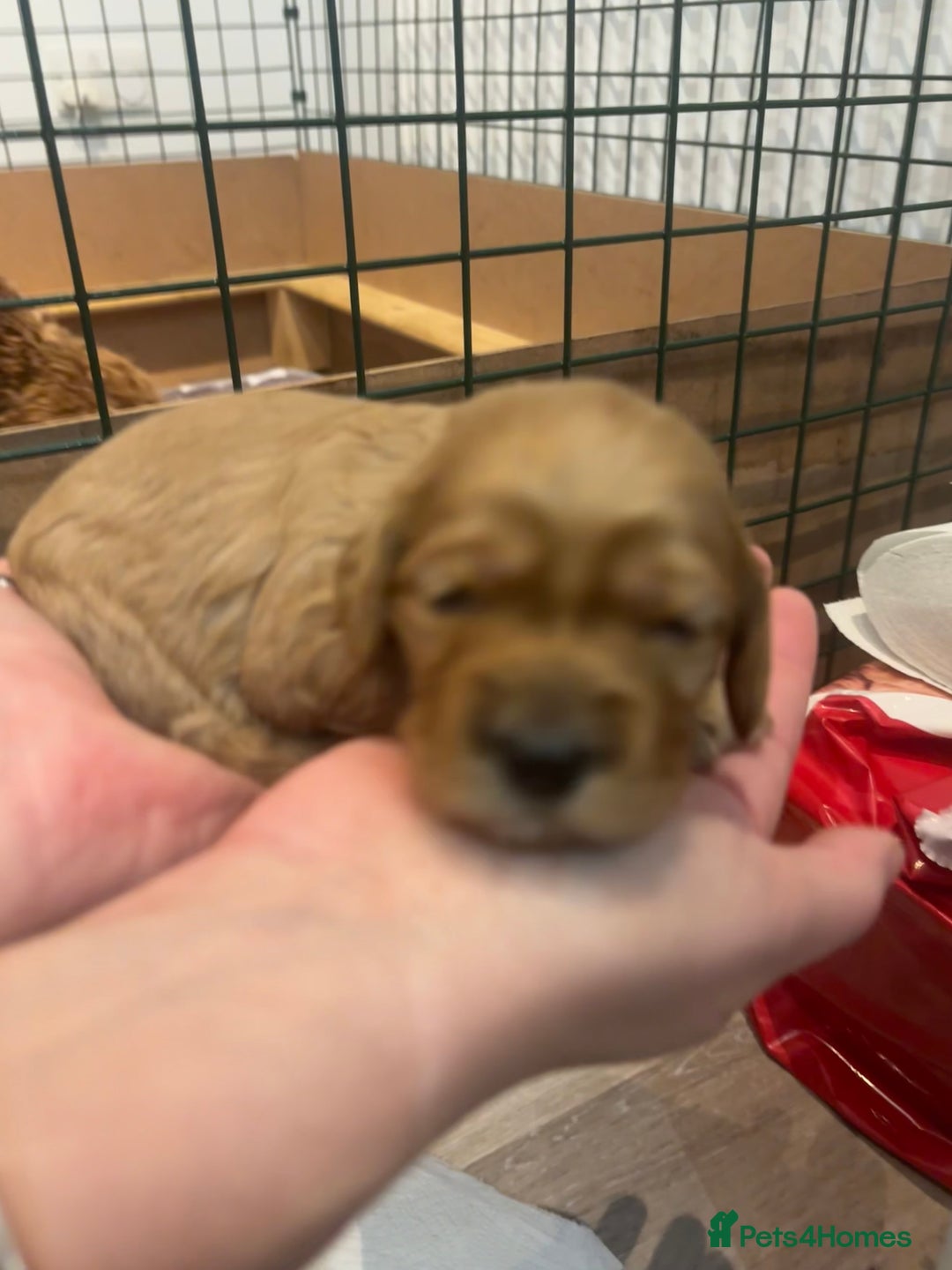 Cockapoo dogs for sale: Cockapoo Puppies  - Image 7
