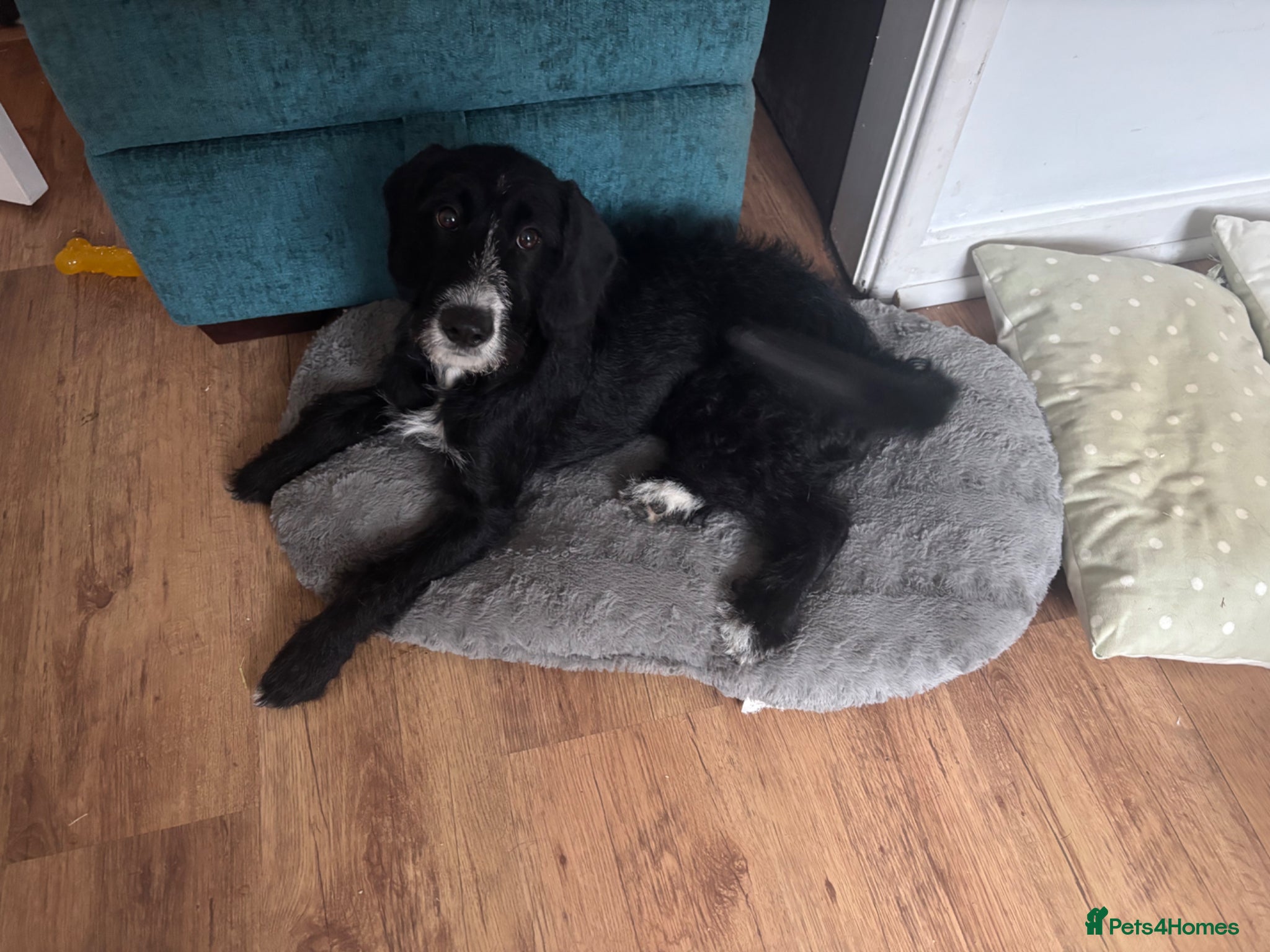 Mixed Breed dogs Beautiful Dalmadoodle - Advert 1