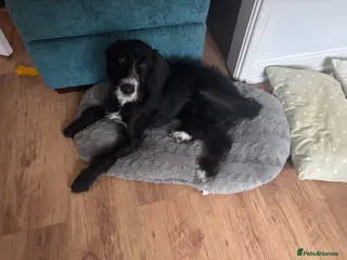 Mixed Breed dogs Beautiful Dalmadoodle - Advert 1