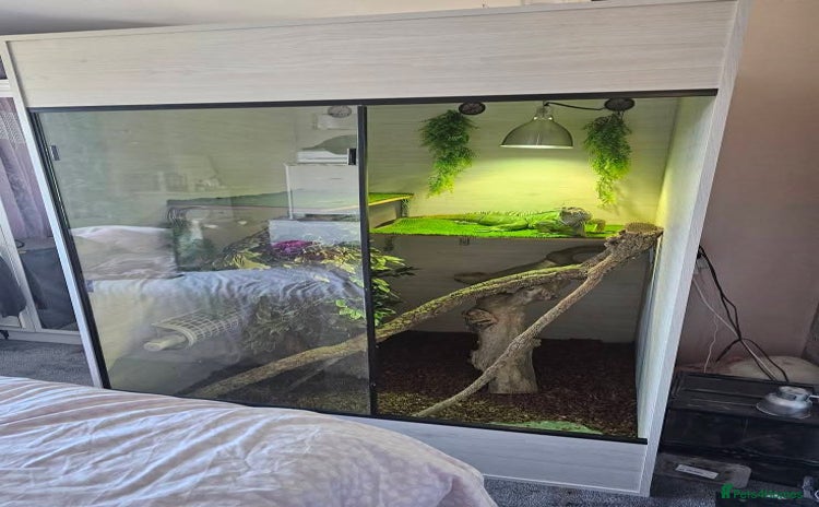 Iguana reptiles - Advert 2