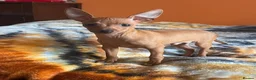 Miniature Pinscher dogs for sale: .🐾 Beautiful Miniature Pinscher Boy 🏡❤️ - Advert 4