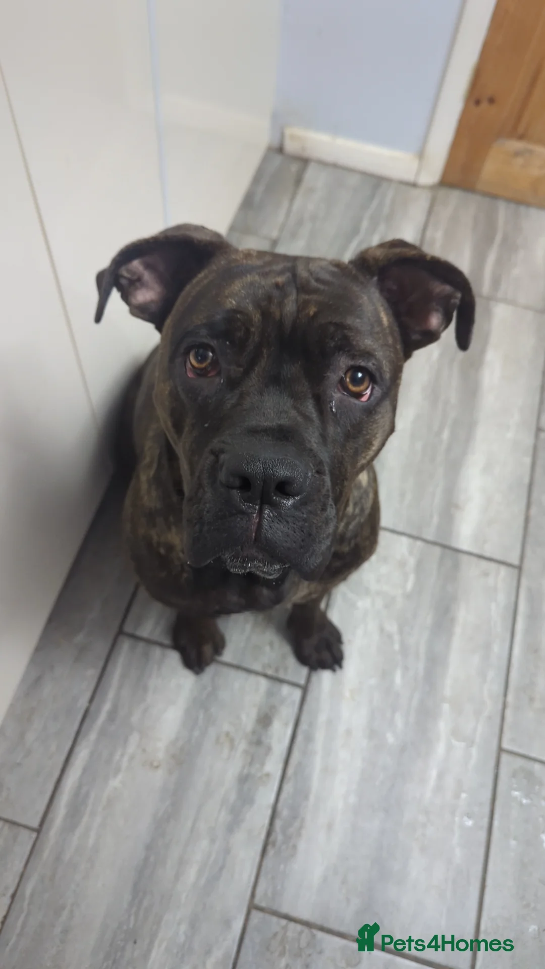 Cane Corso dogs for sale: 🐾 6 Cane Corso Puppies Ready Soon! 🐾 in Canterbury - Advert 2