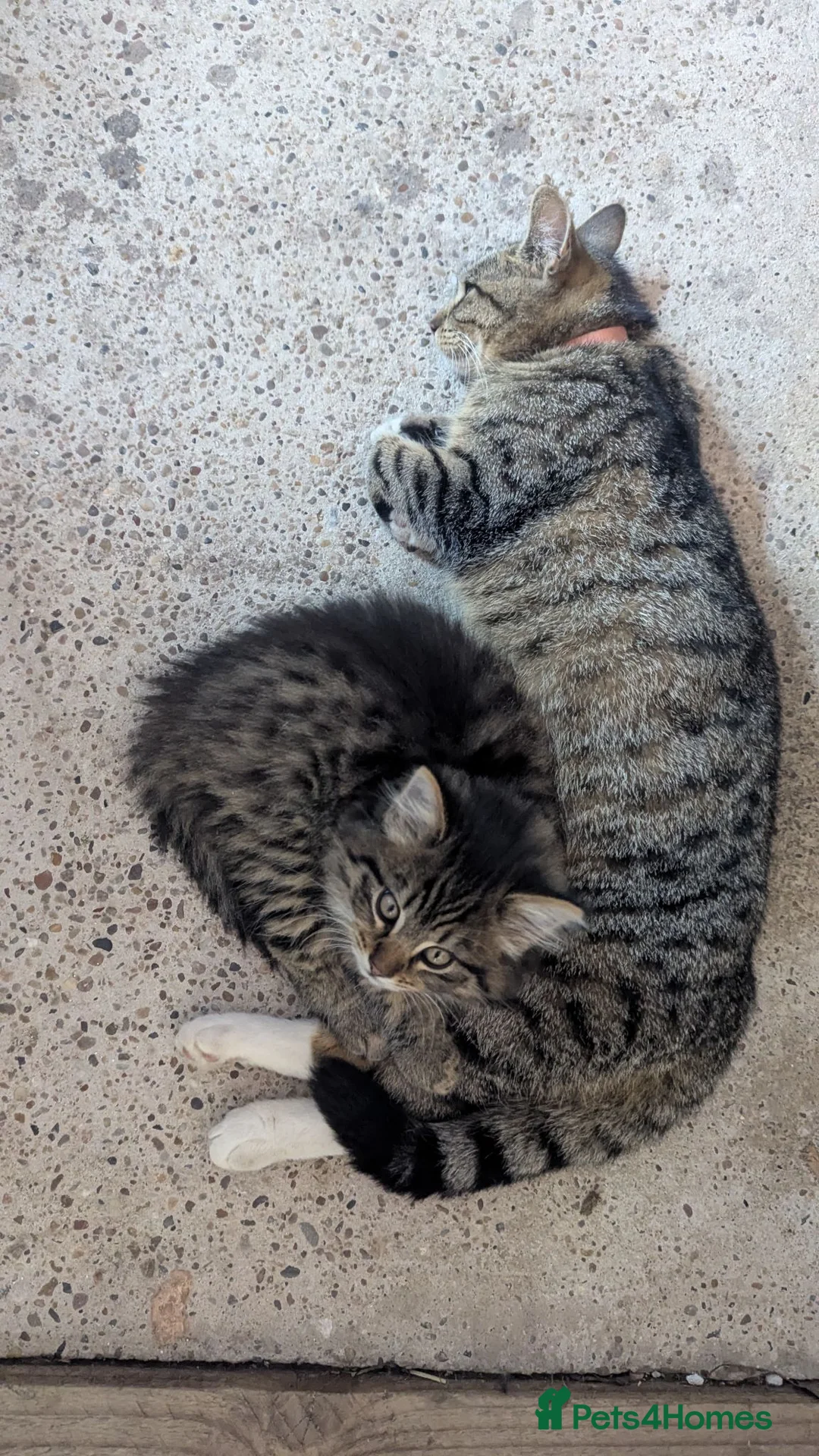 Mixed Breed cats for sale: Beautiful fluffy kitten, sweetest temperament. - Advert 2