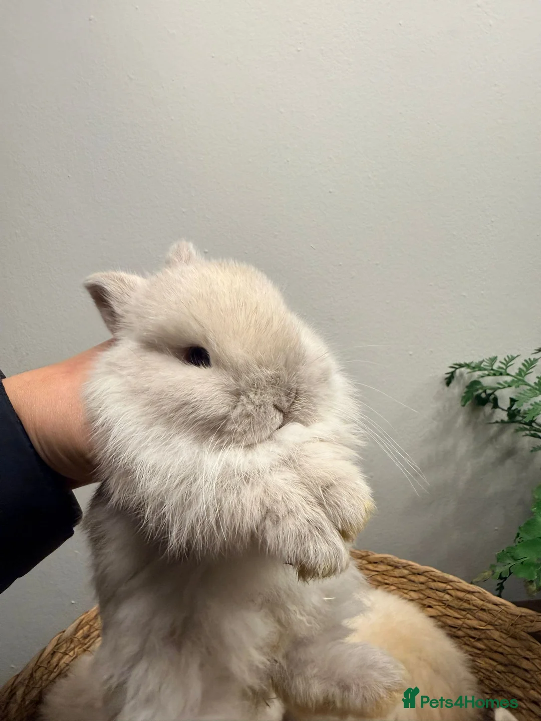 Mini Lion Lop rabbits for sale: Stunning Mini LionLops for Sale  - Advert 14