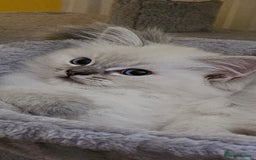 Ragdoll cats for sale: Tica registered Grand Champion Ragdoll kittens  - Image 4