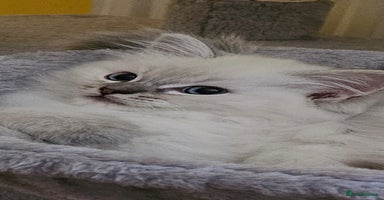 Ragdoll cats - Advert 1
