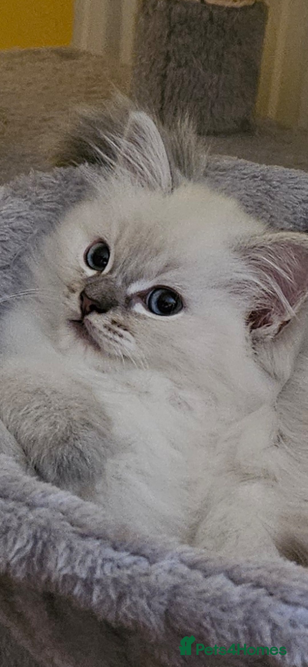 Ragdoll cats for sale: Tica registered Grand Champion Ragdoll kittens  - Image 4