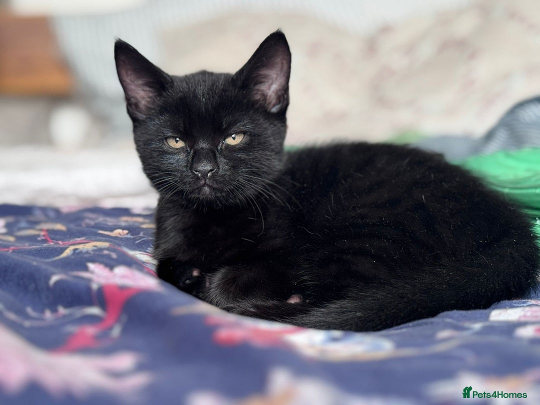 Domestic Shorthair cats for sale: One Black Male Kitten Available Now - Image 1