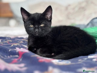 Domestic Shorthair cats - Advert 33