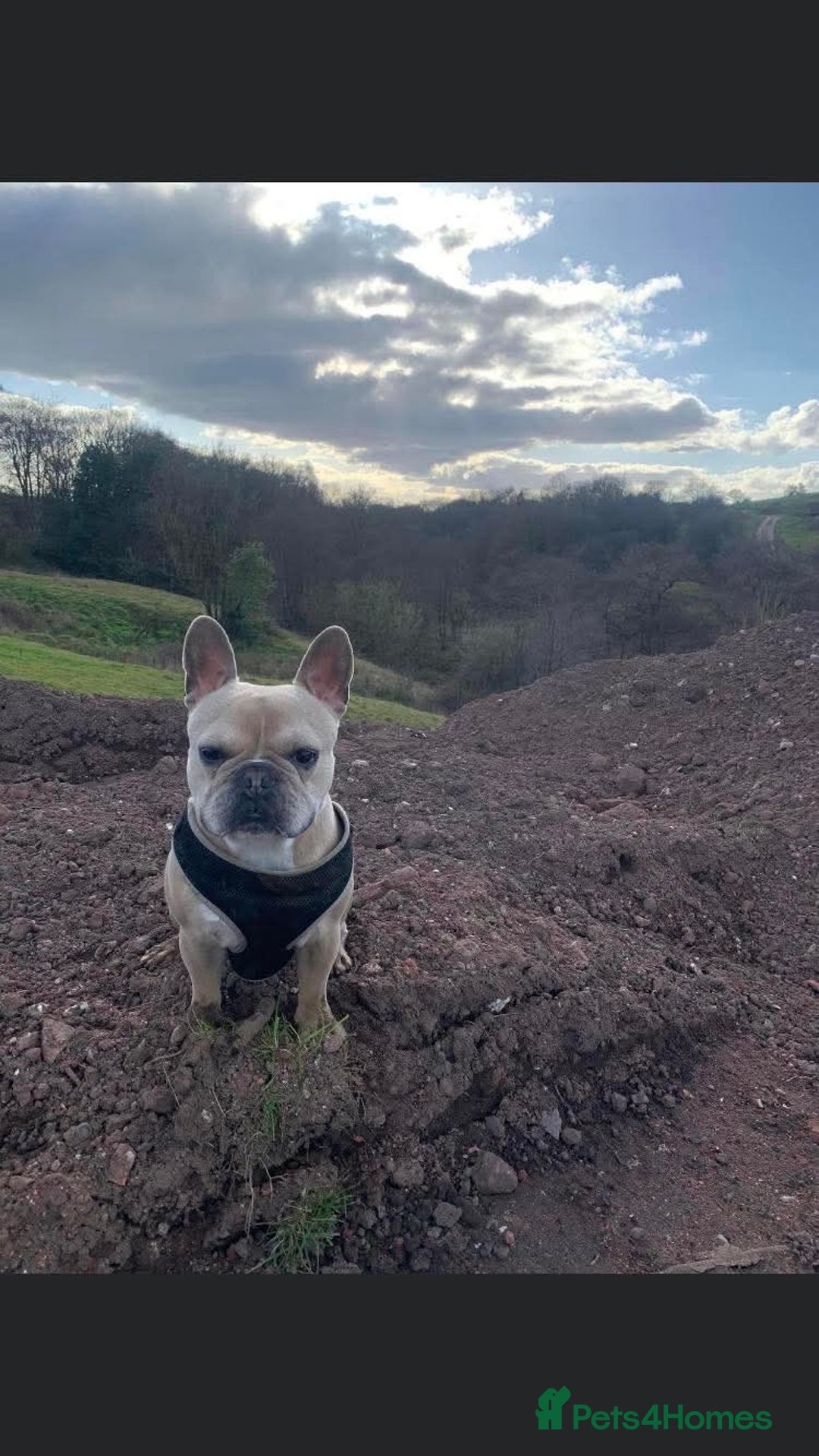 French Bulldog dogs for sale: Baby blue fawn french bulldog - Advert 2