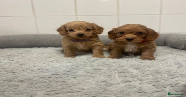 Cockapoo dogs - Advert 8