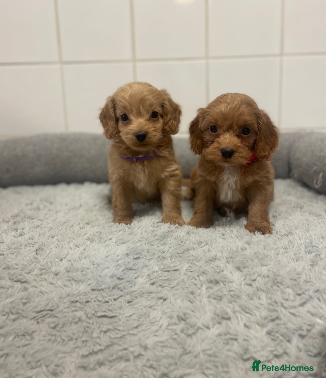 Cockapoo dogs for sale: Beautiful pra clear cockapoo puppy’s  - Image 2