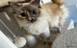 Ragdoll cats for sale: Full breed female rag doll one year and a half - Image 1