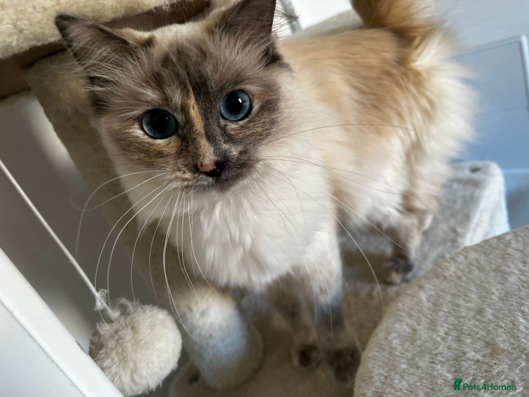 Ragdoll cats for sale: Full breed female rag doll one year and a half - Image 1